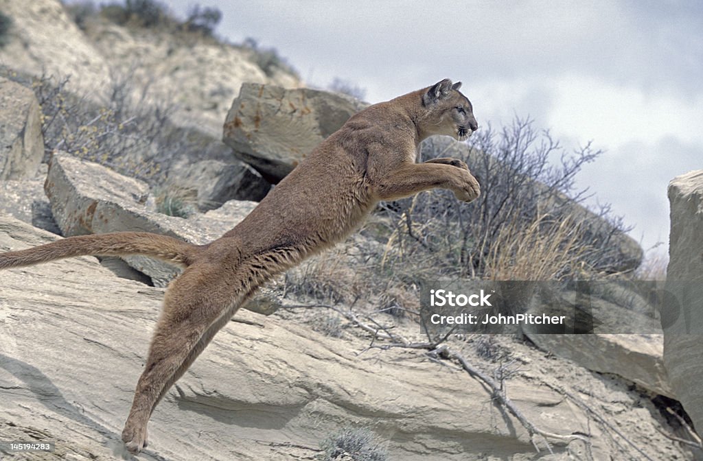 Cougar - Foto de stock de Puma - Felino salvaje libre de derechos