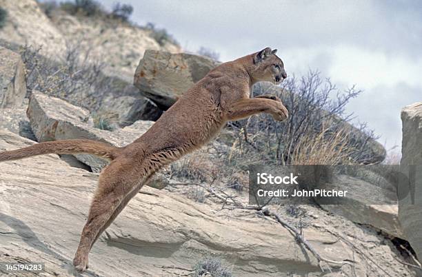Cougar Foto de stock y más banco de imágenes de Puma - Felino salvaje - Puma - Felino salvaje, Saltar - Actividad física, Animal