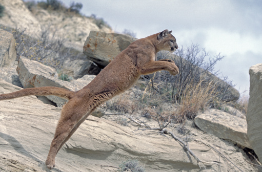 Cougar caught in mid leap