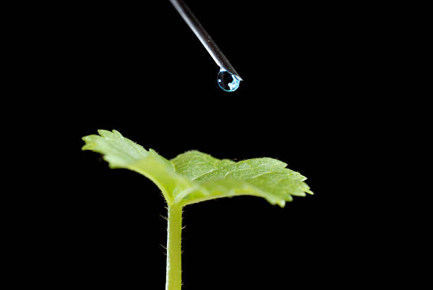 トリートメントの植物 - nature water drop leaf ストックフォトと画像