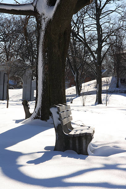 istock Winter picture of park - Vertical 145194458