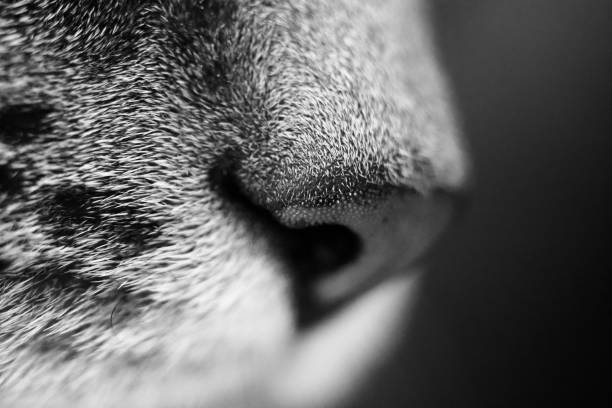 A grayscale close up of a cat nose