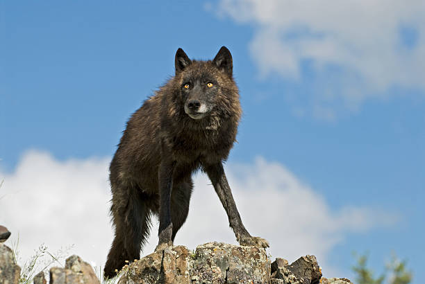 Black wolf on a Montana ridge. Shot with a telephoto lens
