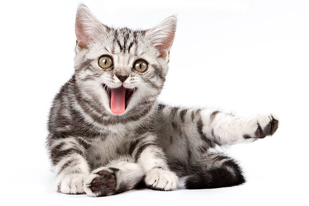 Tabby kitten stock photo