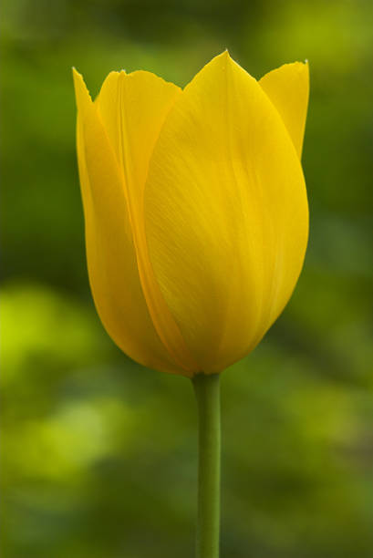 Yellow Tulip stock photo