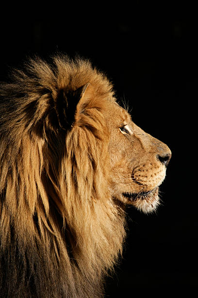 istock Profile of a large African lion 145195047