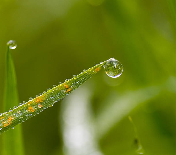 Dew drops stock photo