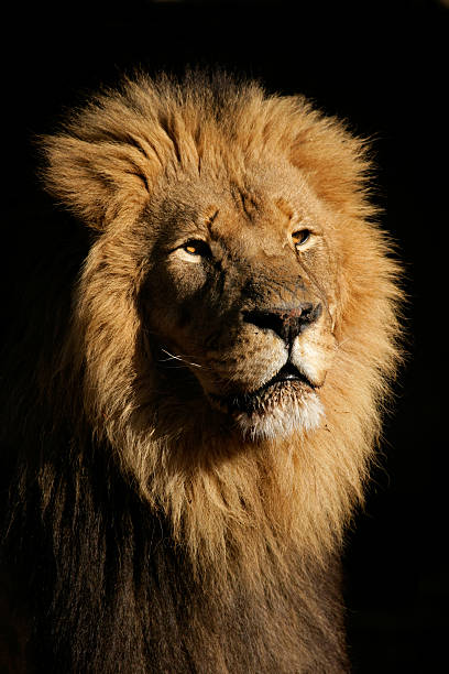 istock Big male African lion 145195075