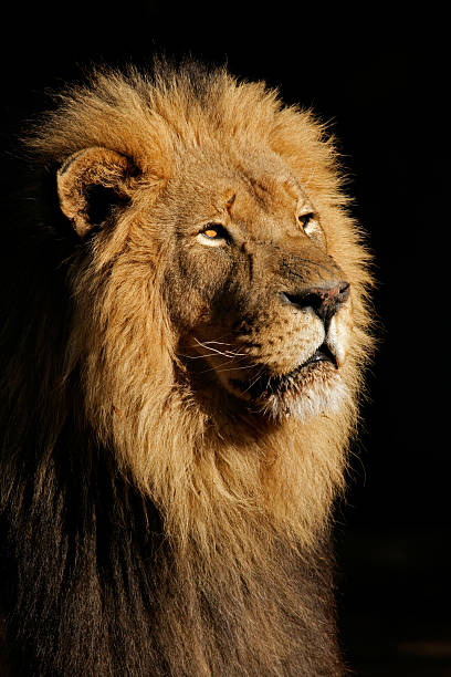 istock Big male African lion 145195101