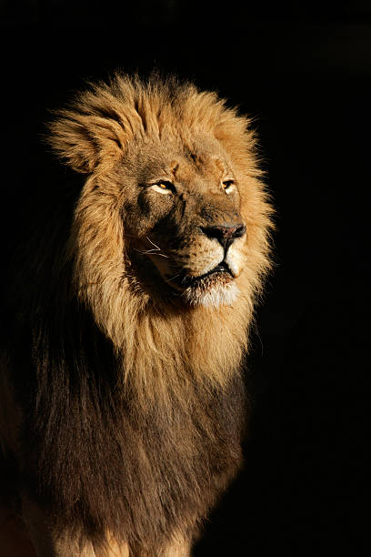 istock Big male African lion 145195155