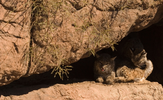 Two bobcats grooming in the shade of a rocky ledge.