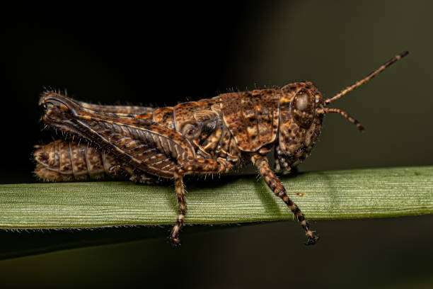 istock Spur-throated Grasshopper Insect 1451952618