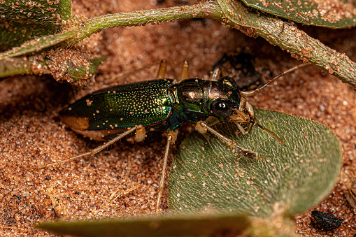 Adult Metallic Tiger Beetle of the Genus Tetracha