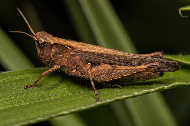 istock Adult Stridulating Slant-faced Grasshopper 1451952743