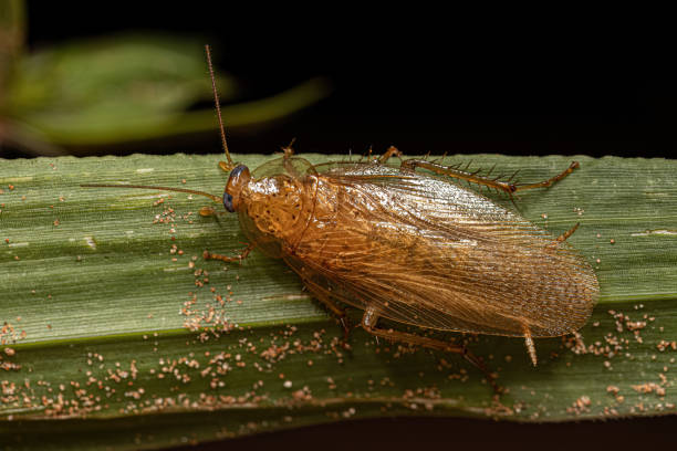 istock Adult Wood Cockroach 1451952828