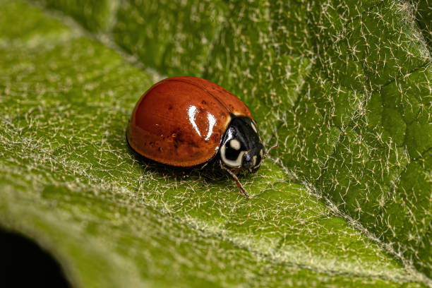 взрослая безупречная леди жук - brazil ladybug insect beetle стоковые фото и изображения
