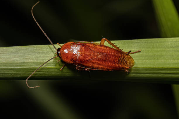 istock Adult Wood Cockroach 1451952992
