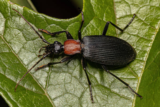 istock Adult False Bombardier Beetle 1451953018