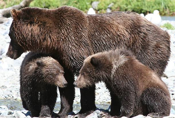 istock Mama Grizzly keeps cubs close by 145195309