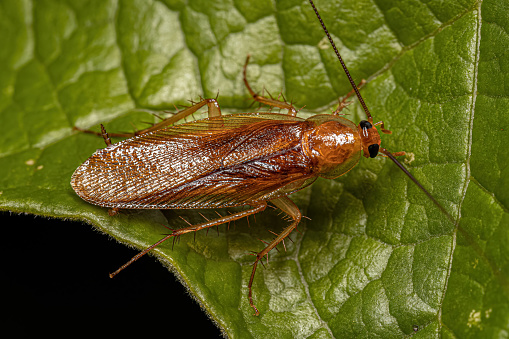 Adult Wood Cockroach of the Family Ectobiidae