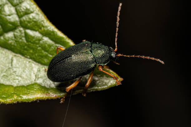 istock Adult Leaf Beetle 1451953134
