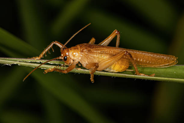 istock Adult Raspy Cricket 1451953135
