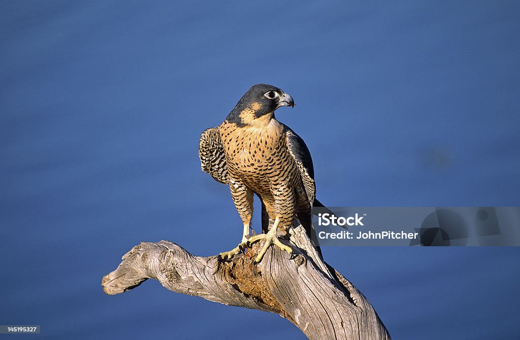 Bird-Peregrine falcon against blue Colorado sky Peregrine falcon on dead tree stump, Colorado. Colorado Stock Photo