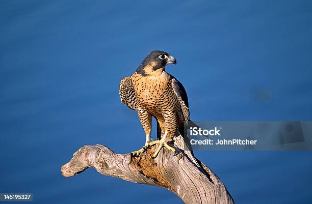 Birdperegrine Falcon Against Blue Colorado Sky Stock Photo - Download Image Now - Colorado, Animal, Animal Wildlife