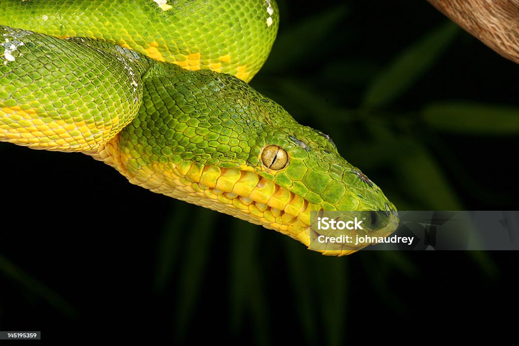 Boa émeraude (Corallus caninus - Photo de Arbre libre de droits