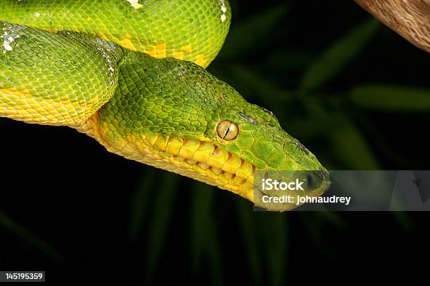 Photo libre de droit de Boa Émeraude Corallus Caninus banque d'images et plus d'images libres de droit de Arbre - Arbre, Boa, Couleur verte