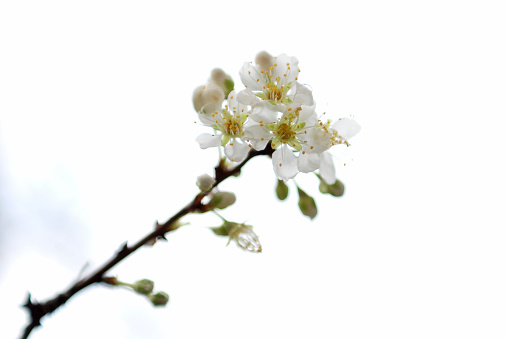 White blossom with white background
