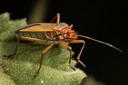 Adult Cotton Stainer Bug of the Genus Dysdercus