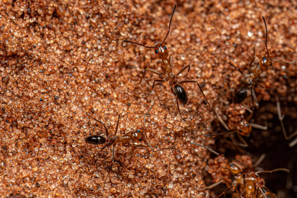 istock Adult Pyramid Ants 1451954924