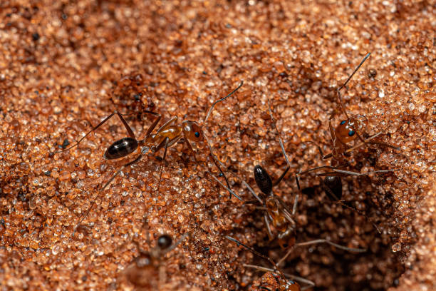 istock Adult Pyramid Ants 1451954929