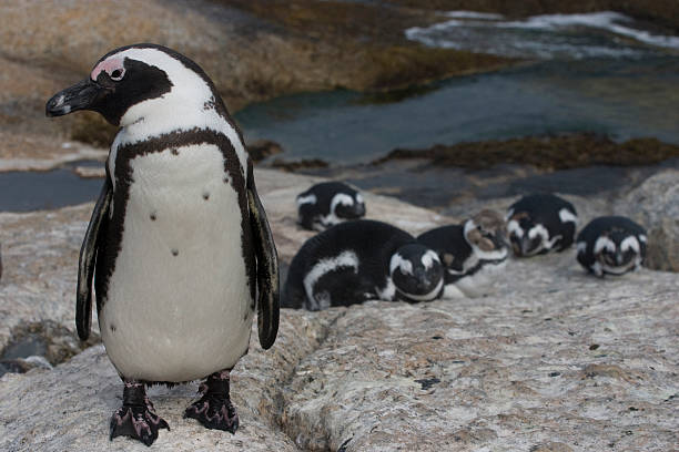 istock penguins in south africa 145195548
