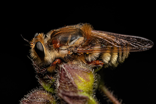 Adult Bee Killer Robber Fly of the Genus Mallophora