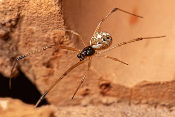 Male Brown Widow of the species Latrodectus geometricus