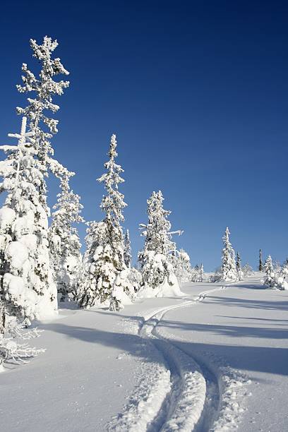 Ski tracks in fresh snow stock photo