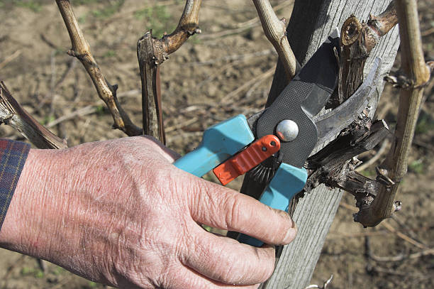 przycinać rośliny w wineyard - lopper zdjęcia i obrazy z banku zdjęć