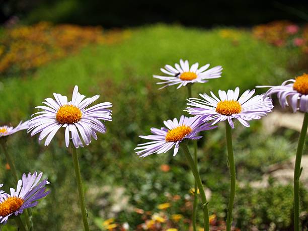 Daisies stock photo