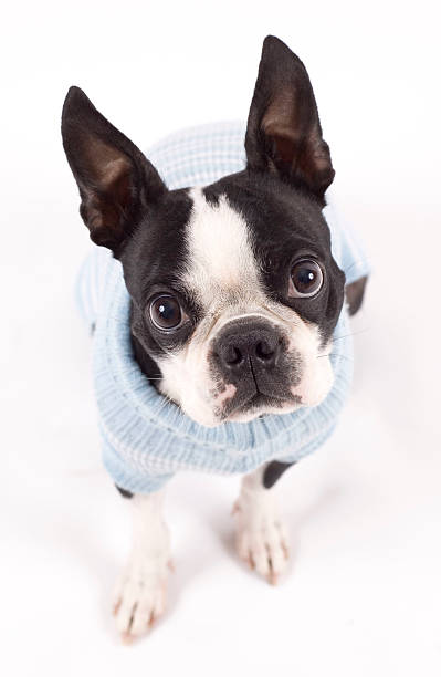 istock Cute Boston Terrier Dog Wearing Blue Sweater on white background 145195772