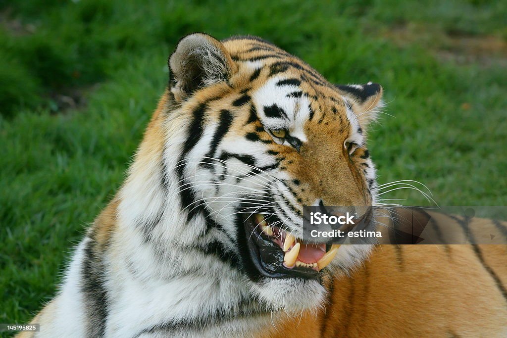 Siberian Tiger Siberian Tiger showing his teeth Anger Stock Photo