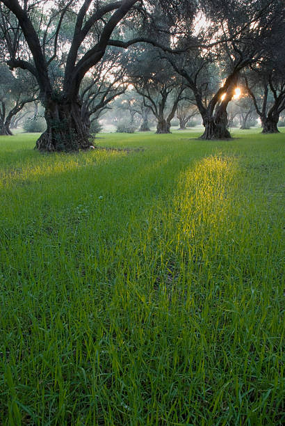 Amanhecer no Grove - foto de acervo