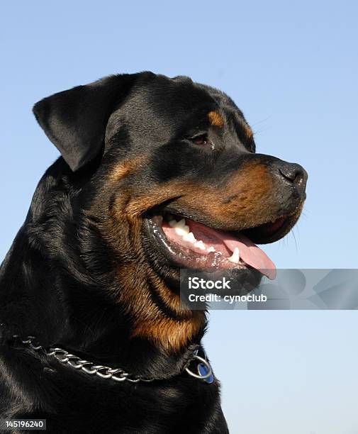 Rottweiler Foto de stock y más banco de imágenes de Agresión - Agresión, Amistad, Animal