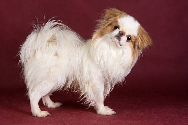 Japanese Chin stock photo