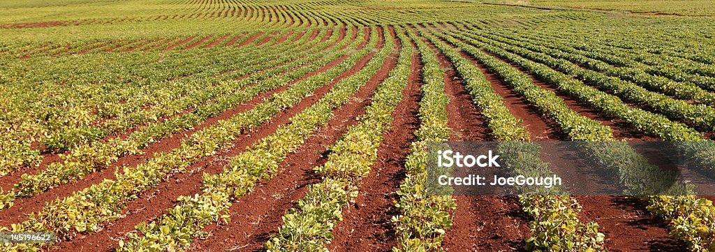 Campo de cacahuete - Foto de stock de Australia libre de derechos