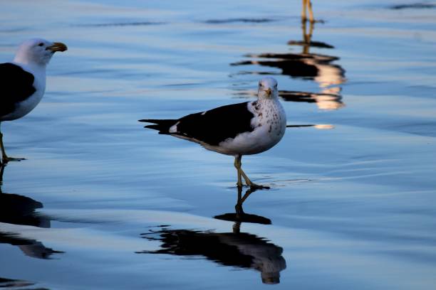 istock bird gull - larus dominicanus 1451966960