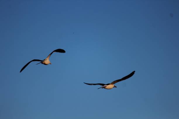 istock bird gull - larus dominicanus 1451967056