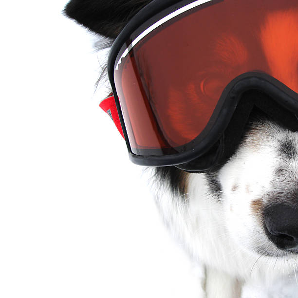 istock Xtreme Sports Doggy 145196870
