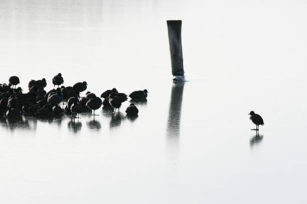 Eurasian Coots on Ice stock photo